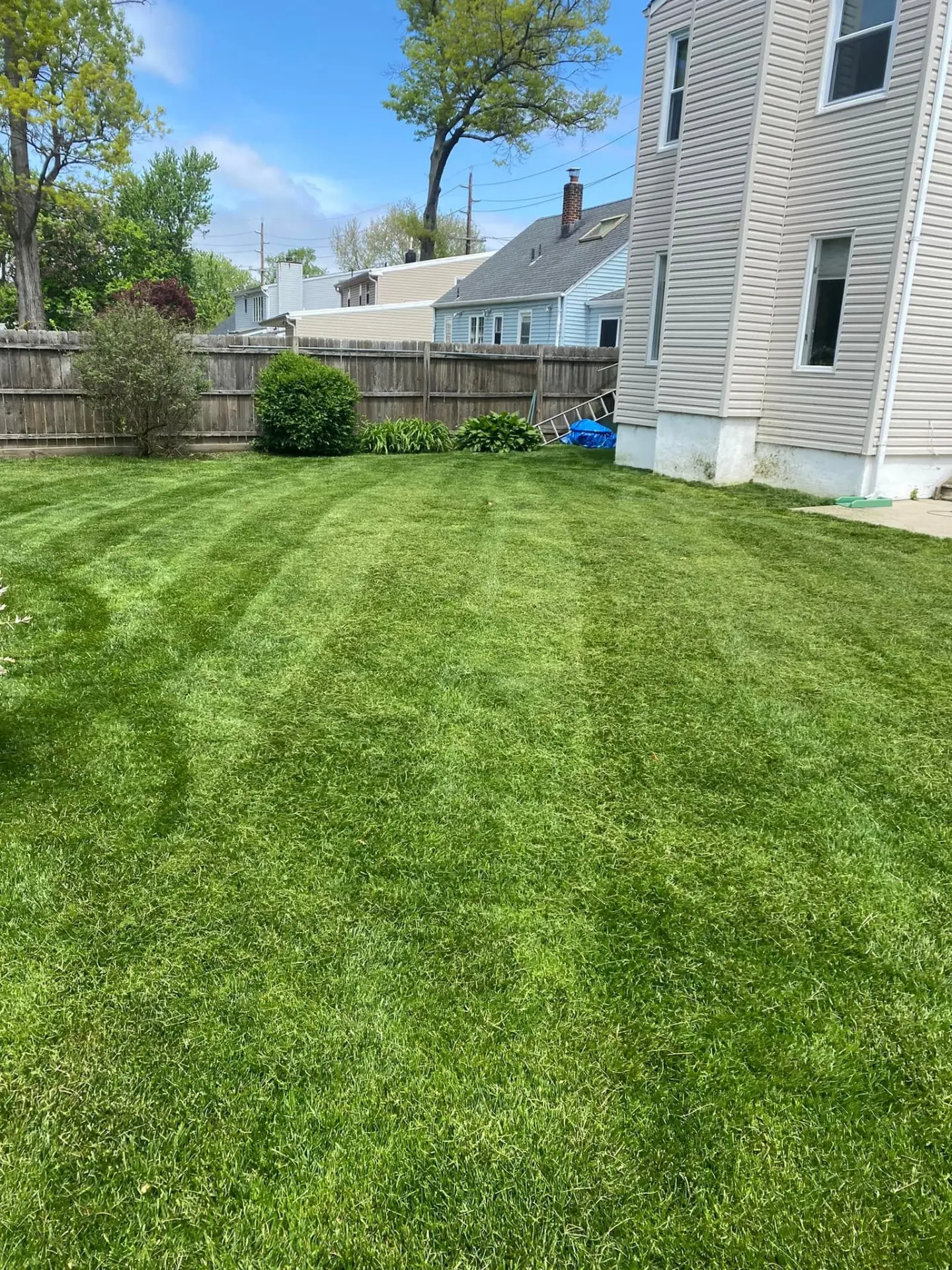 Healthy fenced backyard lawn restored by Fiorenza Landscaping