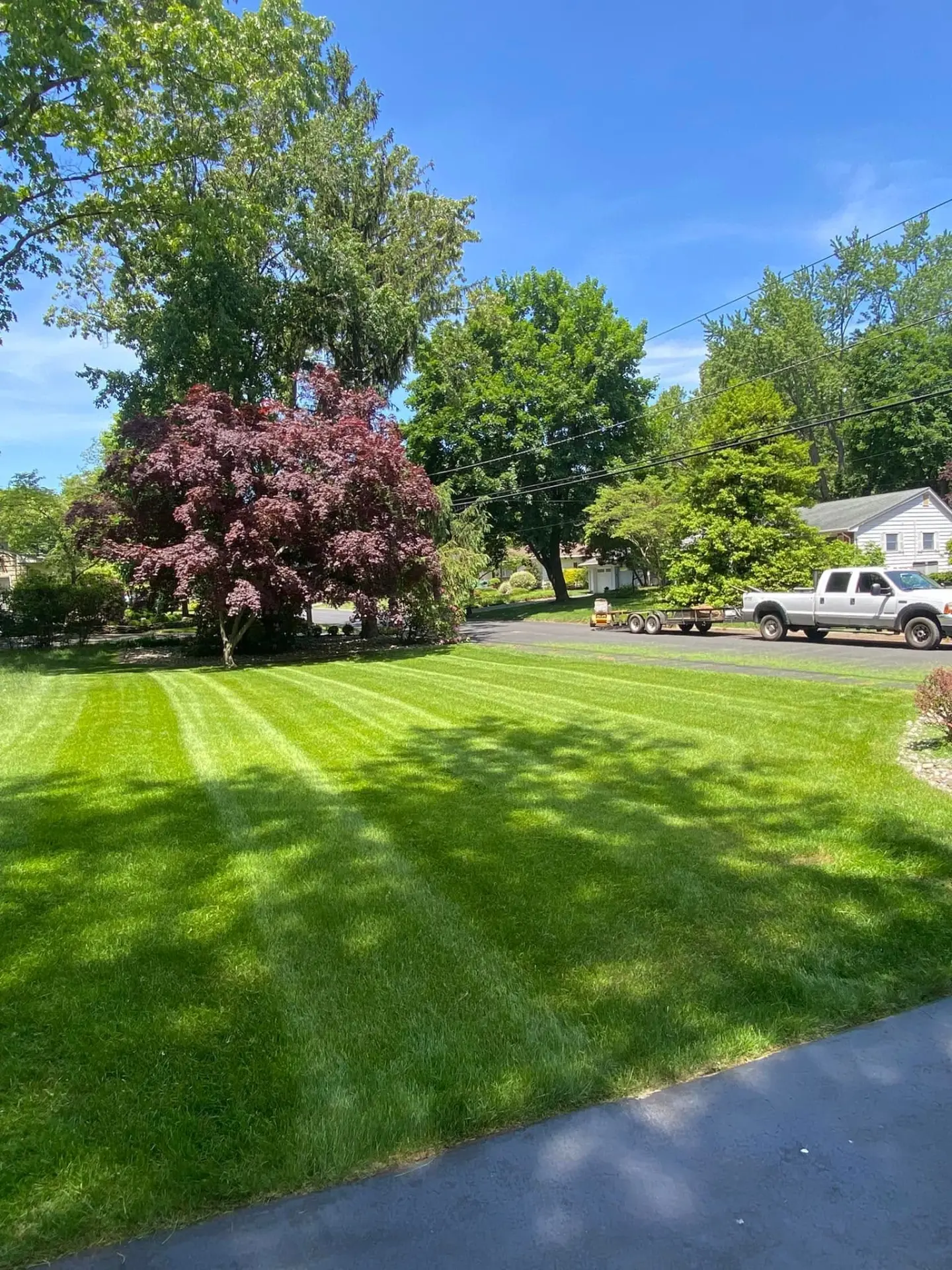 Thick restored front lawn with clean stripes and mature trees